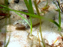 Millerigobius macrocephalus