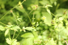 Geum urbanum