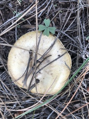 Suillus occidentalis