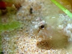 Millerigobius macrocephalus