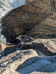 Nycticorax nycticorax
