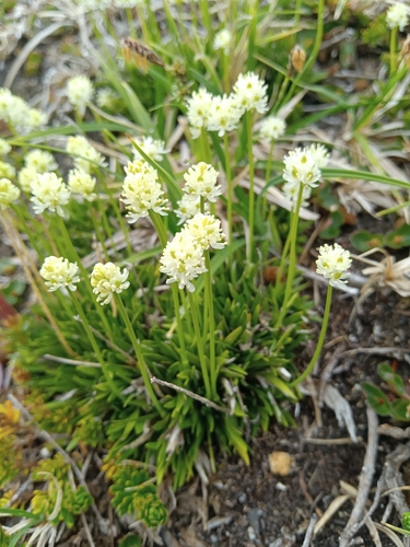 Tofieldia pusilla