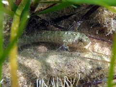 Millerigobius macrocephalus