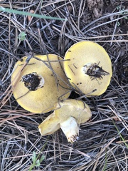 Suillus occidentalis