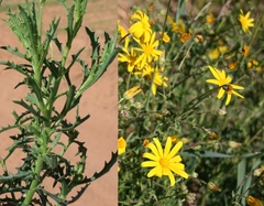 Osteospermum rigidum
