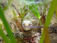 Millerigobius macrocephalus