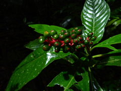 Palicourea calophylla