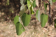 Tilia