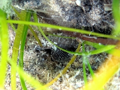 Millerigobius macrocephalus