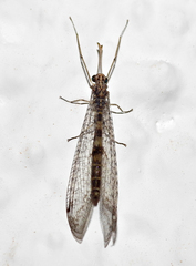 Gymnocnemia variegata