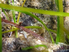 Millerigobius macrocephalus