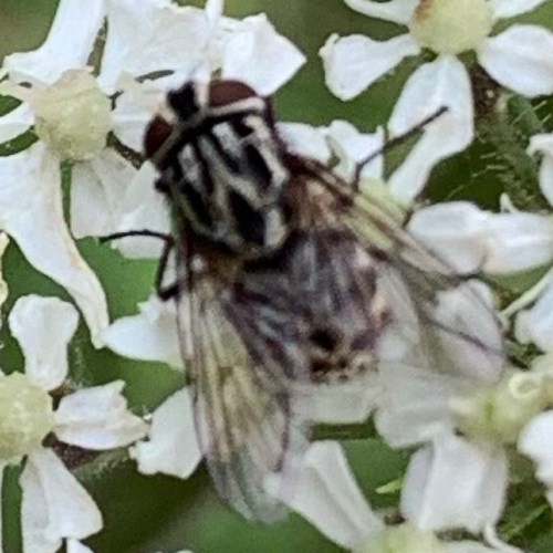 Graphomya maculata, Amsterdam Nieuw-West, Amsterdam, Nederland, photo 9 of 10