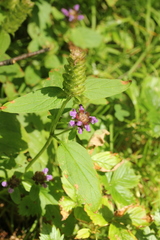 Prunella vulgaris