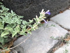 Nepeta × faassenii