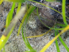 Millerigobius macrocephalus