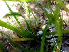Millerigobius macrocephalus
