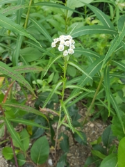 Achillea alpina