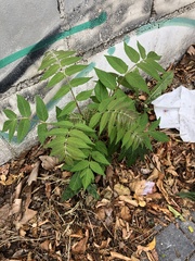 Ailanthus altissima