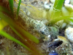 Millerigobius macrocephalus