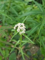 Achillea alpina