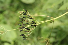 Anthriscus sylvestris