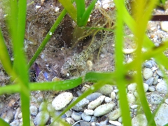 Millerigobius macrocephalus