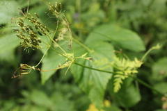 Anthriscus sylvestris