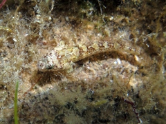 Millerigobius macrocephalus