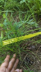 Equisetum arvense