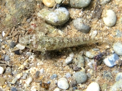 Millerigobius macrocephalus