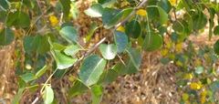 Prunus