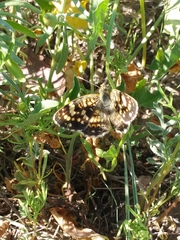 Phyciodes picta