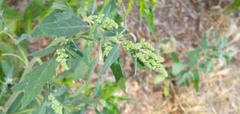 Chenopodium album