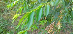 Magnoliopsida