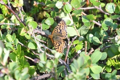 Boloria aquilonaris