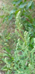 Chenopodium album