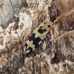 Euphemus fasciatus