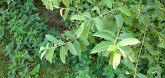 Salix cinerea