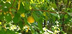 Prunus cerasifera
