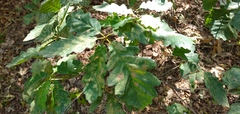 Quercus