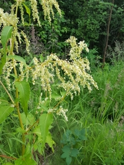 Koenigia alaskana