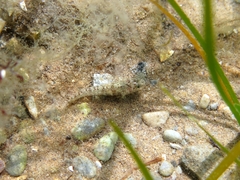 Millerigobius macrocephalus