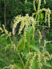 Koenigia alaskana