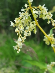 Koenigia alaskana