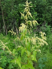 Koenigia alaskana
