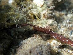 Millerigobius macrocephalus