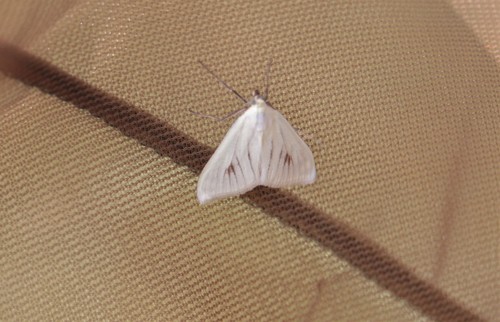 Sitochroa palealis