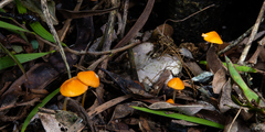 Marasmius aurantiacus