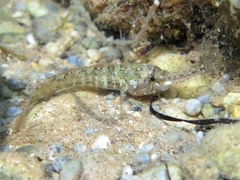 Millerigobius macrocephalus