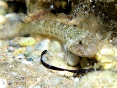 Millerigobius macrocephalus